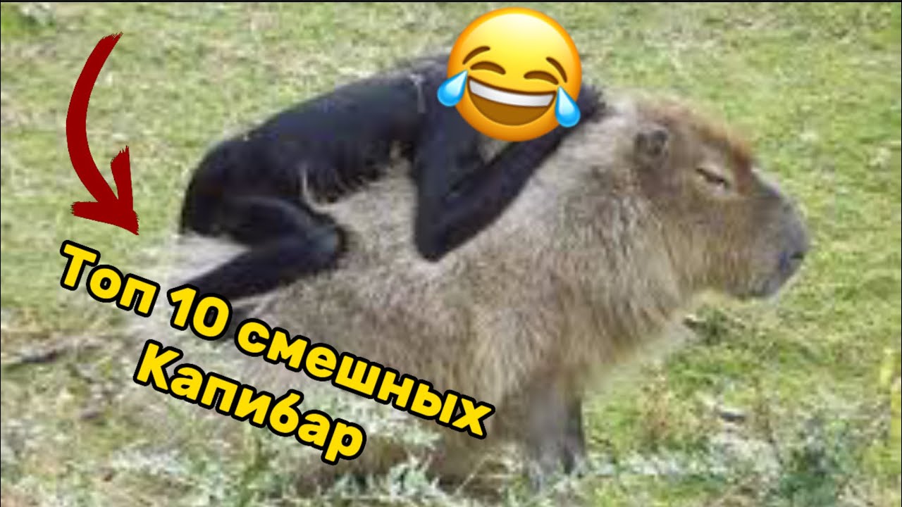 Очень смешные😂😂😂 - YouTube