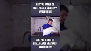 Are You Afraid Of Really Big ??? Watch This Clip