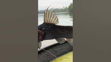 Ada yang nk tengok video Tajur baung dak #malaysia #terengganu #fishing #fish #ikan #ikanbaung#tajur