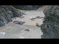 Seals on the North Cornwall Coast