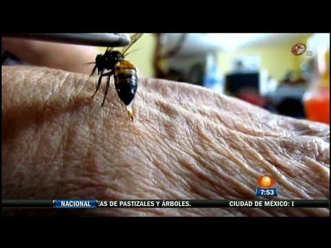 Video: ¿Duele la picadura de una abeja?