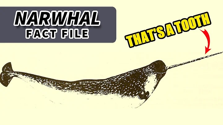 Das Einhorn der Meere: Magst du Narwale?