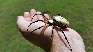 How to pick up a Yellow and Black Garden Spider - Argiope Aurantia