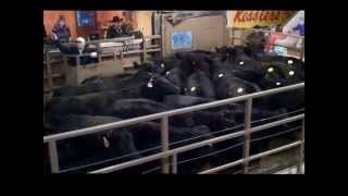 Jim's Cow sale 2014