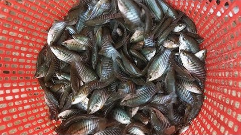 Cá Sặc Rằn Giống | Mẫu Đều Đẹp Nuôi Đạt Hiệu Quả Cao - Giúp Người Dân Cải Thiện Kinh Tế