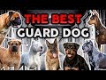 THE BEST GUARD DOG BREED! Ultimate Dog Championship