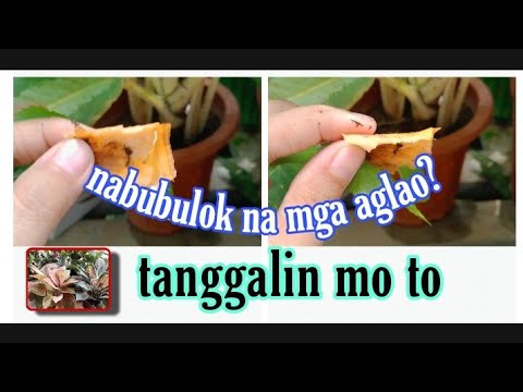 Video: Bakit dilaw ang mga dahon ng Zamioculcas: mga dahilan kung ano ang gagawin