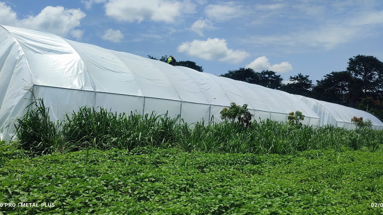 Installation de 4 Serre de 250 m² a Akoupé en côte d'ivoire