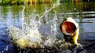 Topwater Bass Fishing Blowups Series 9 - Vicious Bass Strikes.