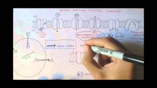 Nervous System  Resting Membrane Potential