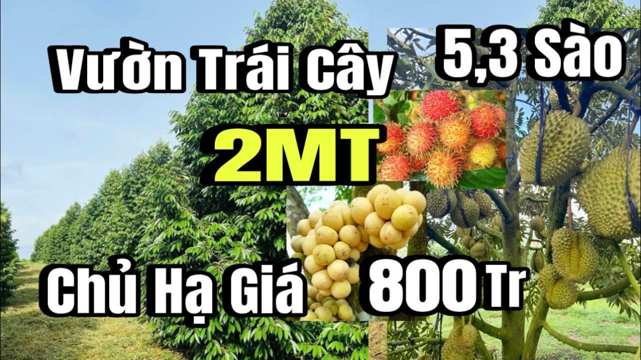 Chính chủ giảm giá bán gấp, vườn sầu riêng, cho thu mạnh, sát lộ nhựa, Huyện Cẩm Mỹ cũ, đồng Nai