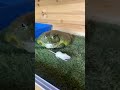 White mouse eaten by African bullfrog