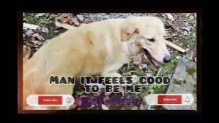 Andy Grammer - Damn It Feels Good To Be Me ( Lyrics )