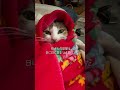 シャー猫だった保護猫が抱っこできるようになるまで#保護猫ミラ#外猫しまちゃん#元野良猫#保護猫#猫のいる暮らし