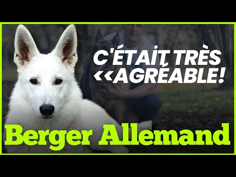 Vidéo: Comment toiletter votre berger allemand