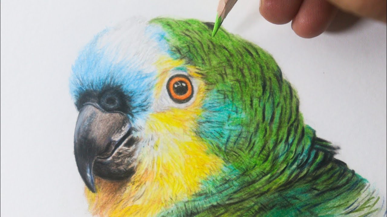 Como desenhar um PAPAGAIO verdadeiro PASSO A PASSO narrado