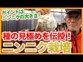 家庭菜園や農園のニンニク栽培で最適な種球を見極めるコツ！大きいニンニクを育てる為に重要な種の選び方を徹底解説！【農家直伝】/Tips for growing large garlic plants.