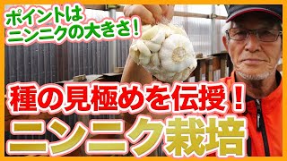 家庭菜園や農園のニンニク栽培で最適な種球を見極めるコツ！大きいニンニクを育てる為に重要な種の選び方を徹底解説！【農家直伝】/Tips for growing large garlic plants.