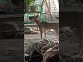 Caught My Askal Dog mimics the firetruck sound | funny dog #dogs #shorts