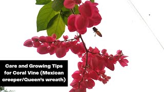 Care And Growing Tips For Coral Vine Mexican Creeperqueens Wreath