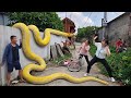 Brave Girl Confronts Giant Snake in Abandoned House