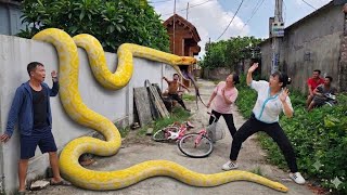 Brave Girl Confronts Giant Snake in Abandoned House