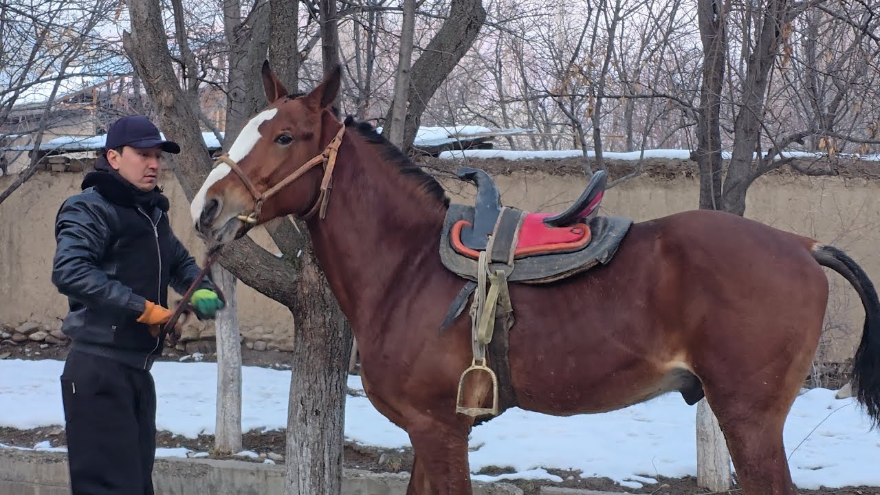 САРДОРДА ЯНГИ ТОЙЛАР КЕЛДИ..