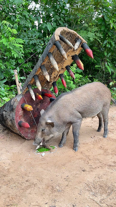 Giant Wild Boar Trap - The Power Pig Trap Make from Big Wood #animals #wildlife #shorts