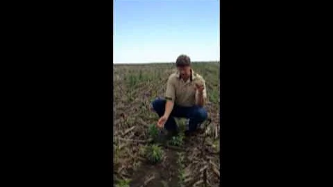 Marestail, lambsquarter pressure Iowa soybeans