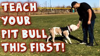 Teach Your Pit Bull This First Obedience Training