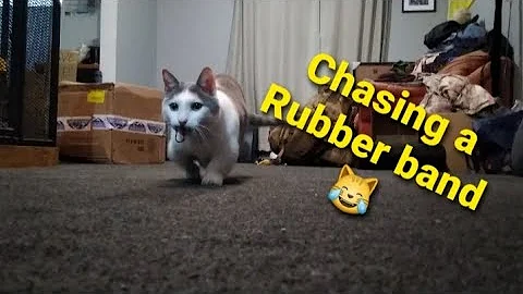 Video 2796301: munchkincat munchkins, cat munchkincat fetch, cute little munchkin cat, cute munchkin cat playing, cat chasing