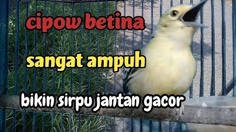 sirpu betina birahi memanggil jantan SANGAT AMPUH MENAIKKAN EMOSI cipow jantan jenis apapun
