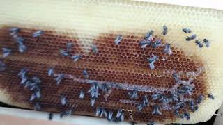 إرجاع الإطارات المفروزة مباشرة إلى الخلايا القوية من أجل تنظيفها من العسل و من العثة