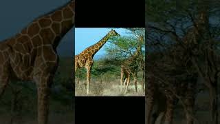 Fakta Hewan Yang Memilik Cara tidur tidak biasa #shorts #short #shortvideo #animals #viral #video