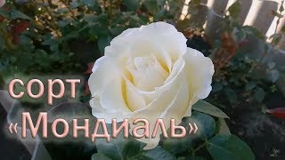 Обзор чайно-гибридных роз сорта Мондиаль