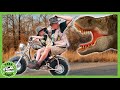 Is that the Mommy T-Rex?! Vehicles, Dinosaurs + MORE | T-Rex Ranch Dinosaur Videos for Kids