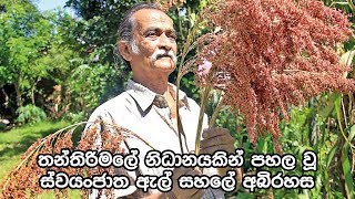 තන්තිරිමලේ නිධානයකින් පහල වූ ස්වයංජාත ඇල් සහලේ අබිරහස - Ancient Sri lankan Rice