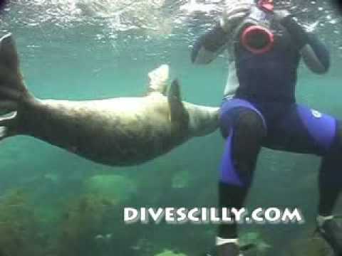 Isles of Scilly. Grey Seals 'Underwater Love' http...