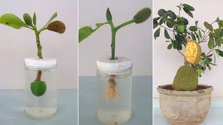How to grow jackfruit trees from cuttings in water
