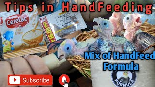 Tips and Mix of Handfeed cockatiel formula for Beginners #trending #video