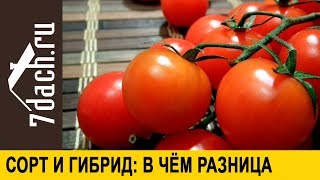 Сорт или гибрид: что выбрать? - 7 дач Сорт или гибрид: что выбрать? - 7 дач