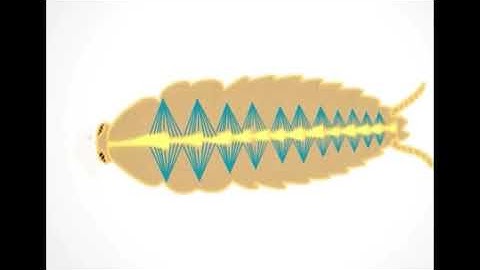 circulatory system of cockroach