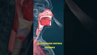 Дыхательная система человека #егэпобиологии #егэ #анатомиячеловека #человек #анатомия #биологияегэ