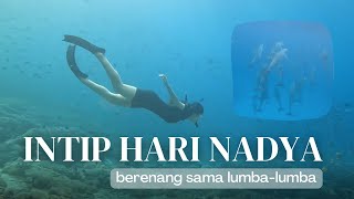 #INTIPHARINADYA : SWIMMING WITH DOLPHINS!