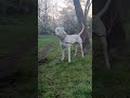 Dogo ARgentino Poland 
