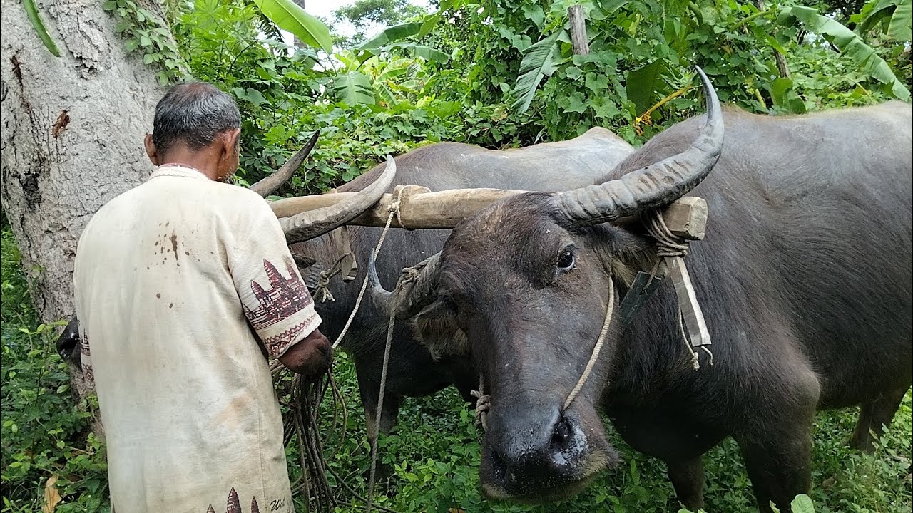 Living life of farming and rike buffalos 