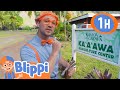 Blippi Explores Kualoa Ranch by ATV & Horse! 🐎 | Blippi | Kids TV Shows