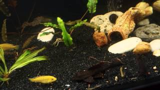 Птеригоплихт с гигантской какашкой / Plecostomus with giant poop