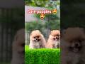 So cute puppies puppy  viral  tranding