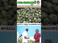 தேங்காய்,இளநீருக்கு ஒரு ஜாக்பாட் ரகம் தான் இது❗This is truly a jackpot variety for coconuts!